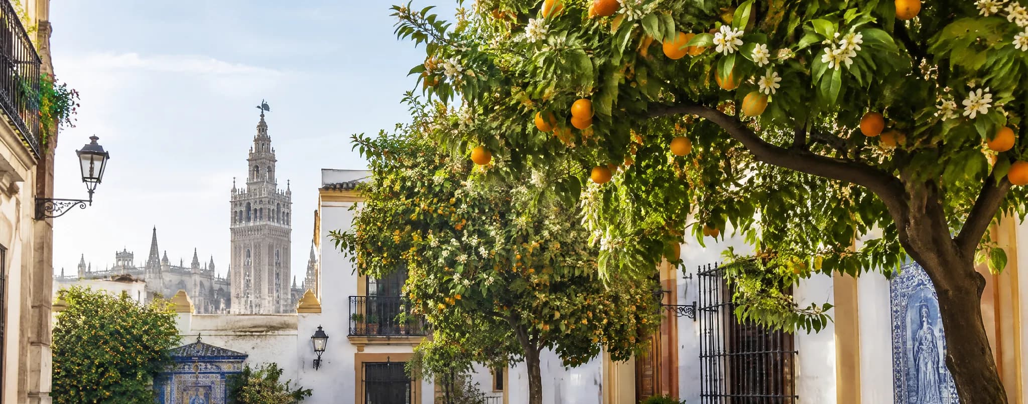 Naranjos con fruta y en flor en una calle de casas encaladas de Sevilla, con la Giralda y la catedral al fondo